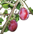Fruktträd